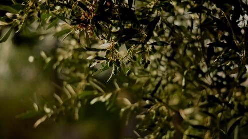 Background for Green Fertiliser Development Network
