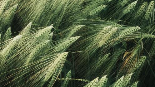 wheat